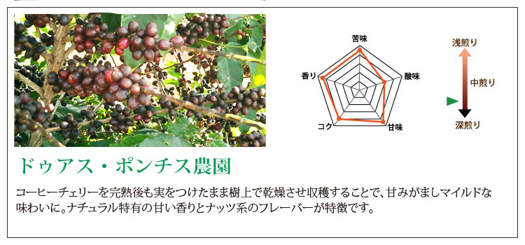 今月の厳選コーヒーセット | コーヒー通販 金澤屋珈琲店